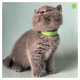Magnifique porte de British Shorthair  rserver