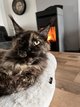 Chatons Maine coon  rservs