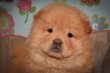 Magnifiques chiots Chow Chow