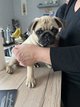 Chiots carlins mle