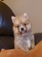 Magnifiques spitz