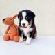 Chiots Bergers australiens