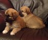 Chiots croiss Berger Allemand et Montagne des...