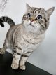 Femelle british shorthair