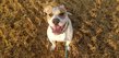 Bouledogue Amricain mle de 4 ans