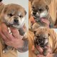Magnifiques chiots Shiba Inu  rserver