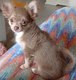 Chiot chihuahua