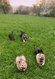 Chiots berger allemand ancienne ligne