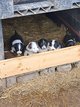 Chiots berger australien