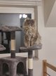Maine coon