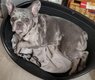 Superbe femelle silver merle strilise ne le...