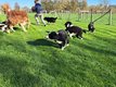 Magnifiques chiots Borders Collies