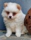 Superbe mlange spitz X pomsky