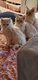 Maine coon
