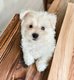3 magnifiques mini Bichon Maltais