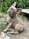 Magnifique chiot femelle bouledogue franais...