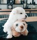 Adorable bbs bichons maltais