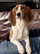  donner Basset artsien Normand