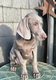 Chiot Braque de Weimar Losh