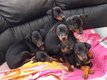 Chiots pinschers nains