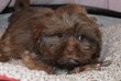 Magnifiques chiots Shih Tzu