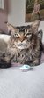 Mle maine coon