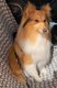 Sheltie femelle strilise de 3ans1/2 couleur...