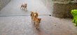 Superbes shiba inu
