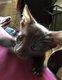 Chatons havana