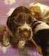 Chiots Cocker Anglais levs en famille Parents...