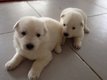 Chiots berger blanc disponible dbut mai