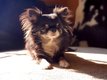 Magnifiques chihuahuas PL de petite taille