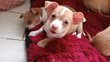 Chiot chiauhua