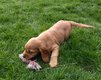 Chiots Cocket-Anglais