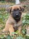  donner : Magnifique femelle chiot malinois...