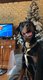 A donner Doberman x Bouvier