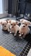 3 magnifique chiot