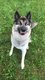 Berger allemand crois husky  donner .