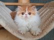Magnifiques chatons persans et exotic shorthair