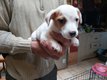 Bbs Jack russel