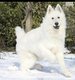 Berger Blanc Suise  Pedigree St hubert  et teste...