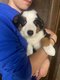 Border collie avec tests gntiques