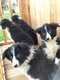Chiots border collie