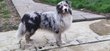 Berger australien bleu merle, Losh et test pour...