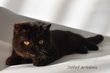 Petit mle exotic shorthair noir