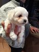 Chiots Bichons Maltais nains