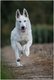 Berger blanc suisse retraites  donner