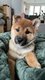 Petite femelle shiba inu rousse
