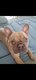 Bouledogue francais pour saillie