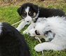 Magnifiques chiots berger australien